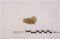 藏品(島衣屬)的圖片